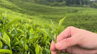 THE AU 1周年のお知らせ